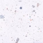 PLANET WHITE